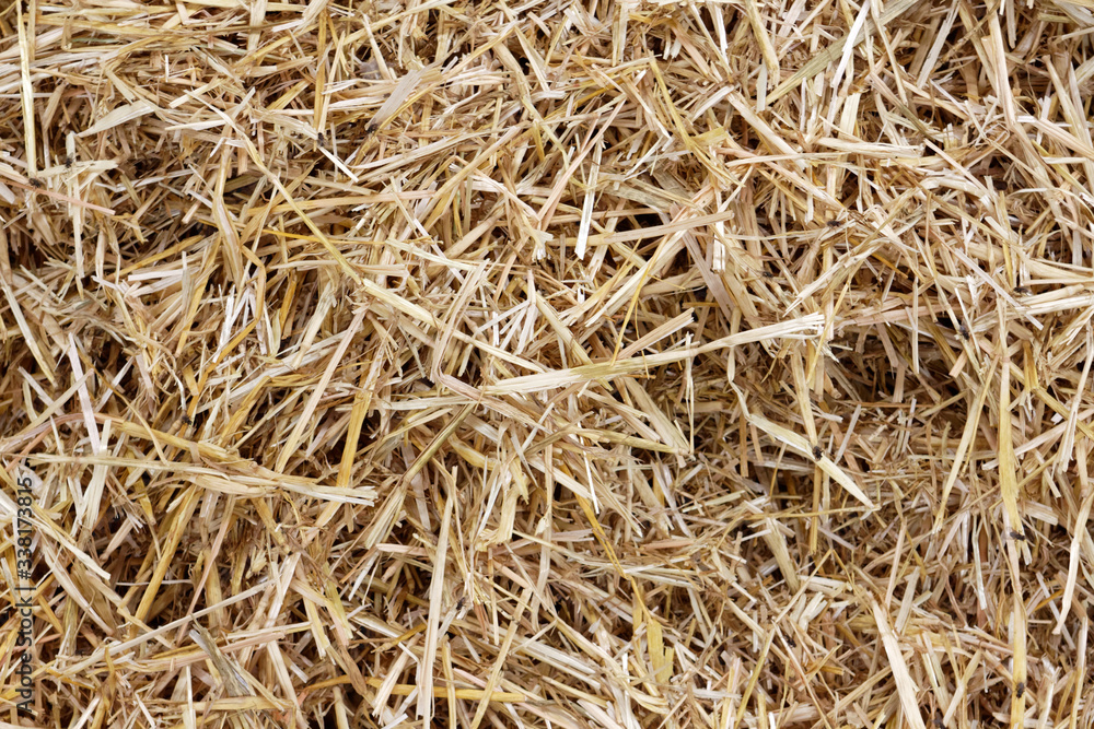 Straw surface. Straw pack texture. Stack of straw texture image. Dry stems photo backdrop. Dry stalks of cereal plants background. Dry stems of cereals in sunny day Straw surface. Straw pack texture. Stack of straw texture image. Dry stems photo backdrop. Dry stalks of cereal plants background. Dry stems of cereals in sunny day