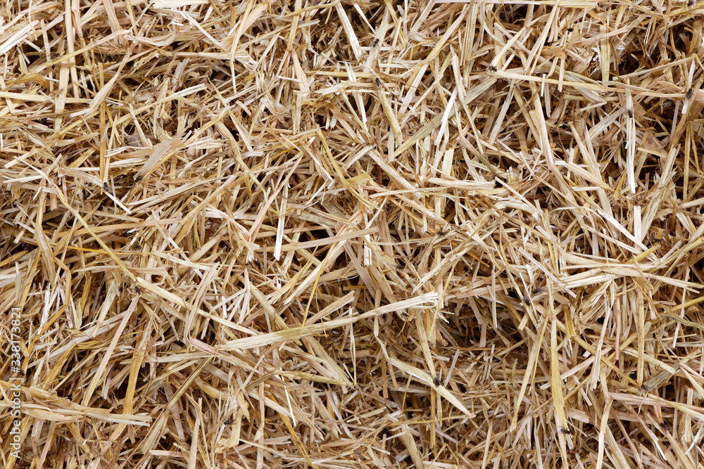 Straw surface. Straw pack texture. Stack of straw texture image. Dry stems photo backdrop. Dry stalks of cereal plants background. Dry stems of cereals in sunny day Straw surface. Straw pack texture. Stack of straw texture image. Dry stems photo backdrop. Dry stalks of cereal plants background. Dry stems of cereals in sunny day