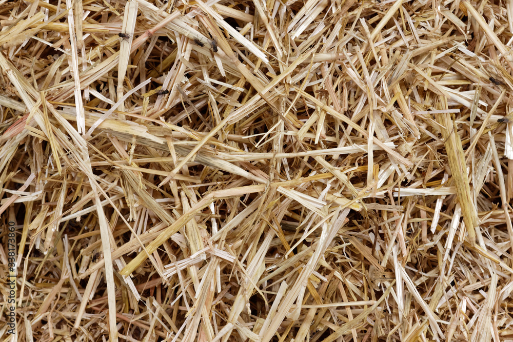 Straw surface. Straw pack texture. Stack of straw texture image. Dry stems photo backdrop. Dry stalks of cereal plants background. Dry stems of cereals in sunny day Straw surface. Straw pack texture. Stack of straw texture image. Dry stems photo backdrop. Dry stalks of cereal plants background. Dry stems of cereals in sunny day