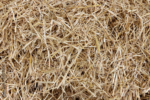 Straw surface. Straw pack texture. Stack of straw texture image. Dry stems photo backdrop. Dry stalks of cereal plants background. Dry stems of cereals in sunny day