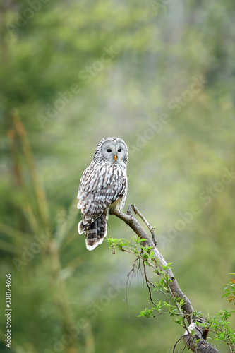 Ural owl is sitting on branch and watching territory in deep forest.