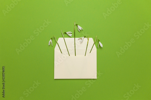 Fresh beautiful snowdrops flowers in envelope isolated on green background. Invitation on wedding or birthday. Surprise letter (mail), creative art gift card. photo