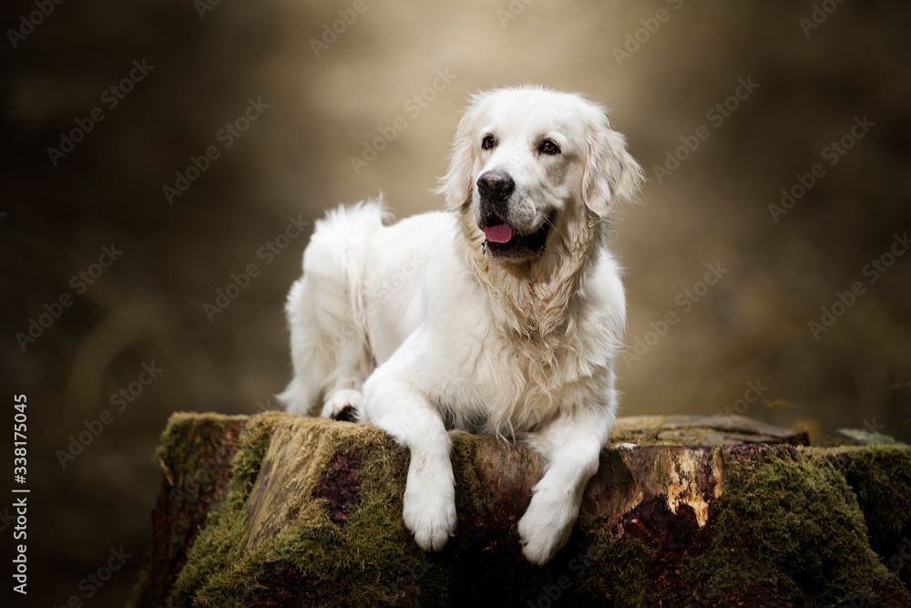 Golden Retriever
Golden Retriever