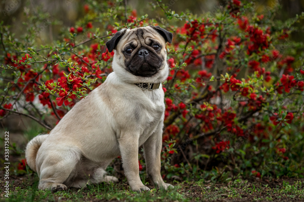young pug sits by a bush of red flowers
