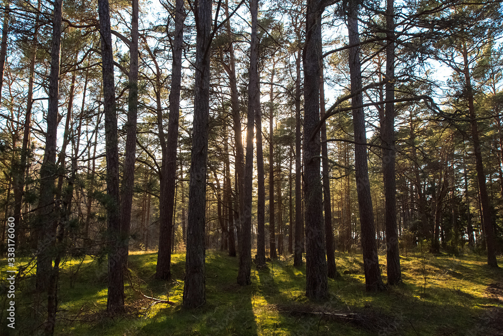 Fototapeta premium Pine forest in backlight