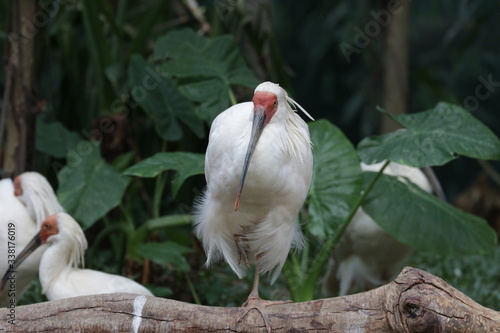 close up of a Sarus crane bird photo