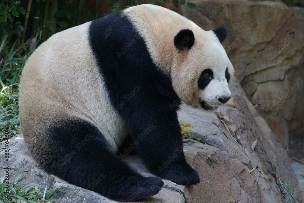 Fototapeta premium Close up Giant Panda , Meng Meng, one of the Triplet Panda in Guangzhou , China