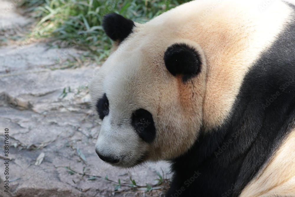 One of Triplet Panda in Chimelong Safari, Guangzhou, China One of Triplet Panda in Chimelong Safari, Guangzhou, China