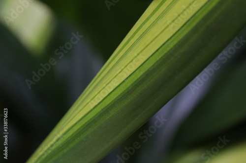 texture and Pattern on the Leaf