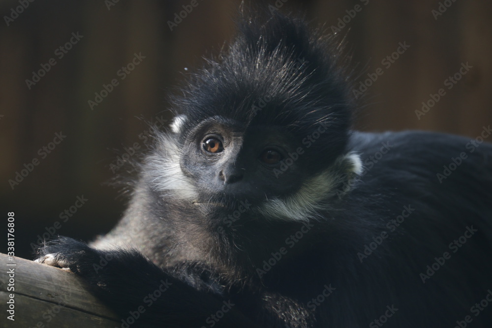Close up Black crested mangabey monkey Close up Black crested mangabey monkey