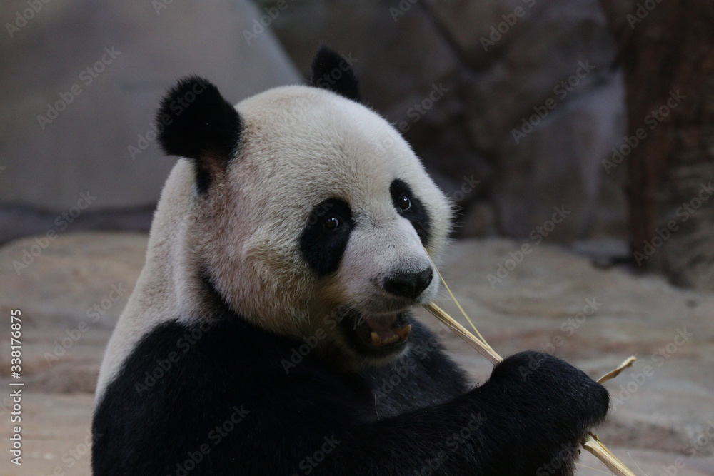 Obraz premium Close up Funny Acting of Giant Panda while eating bamboo, China