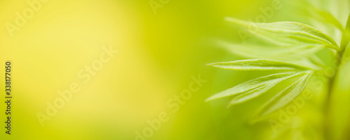 Young plant in dew drops and sunshine. Ecology  flora and nature. Banner format  copy space for text.