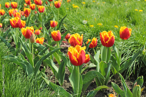 Fototapeta Naklejka Na Ścianę i Meble -  Alley of beautiful red-yellow tulips, Tulip Festival and spring concept