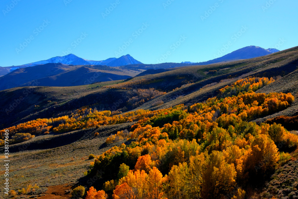 Tree covered hillside on an autumn day, with mountains in the background a blue skies