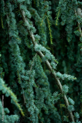 A part of natural green pine leaves texture.