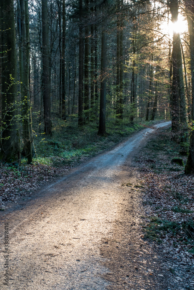 Fototapeta premium Sonnenstrahlen scheinen auf Waldweg