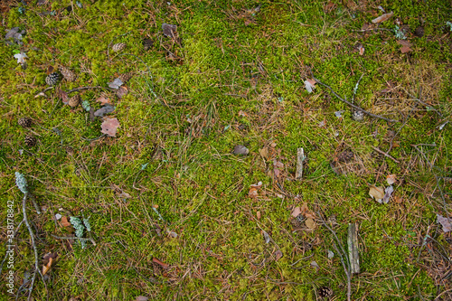 Forest Soil with Grass