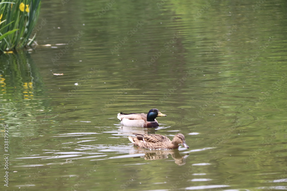 beautiful duck floating on the a lake surface in Chengdu beautiful duck floating on the a lake surface in Chengdu