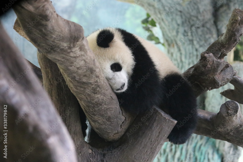 Obraz premium Sleeping Panda on the Tree, china