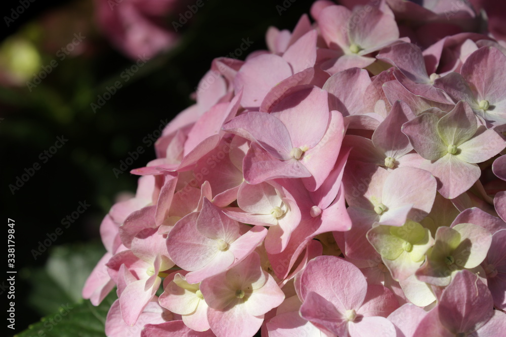 Obraz premium Close up Pink Hydrangea Flower