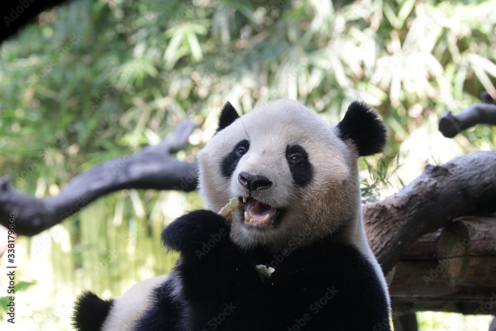 Obraz premium Happy giant panda eating bamboo