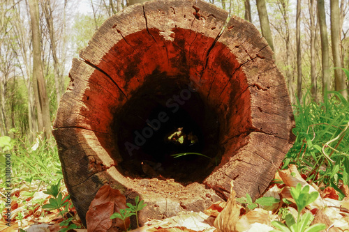 Φωτογραφία Tree stump with a hollow standing in the spring forest