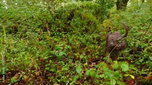 Caccia al tartufo 4