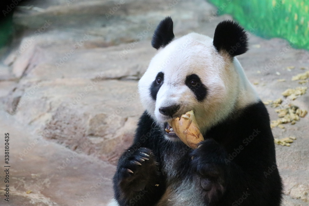 Fototapeta premium Happy Panda is Eating Bamboo Biscuit