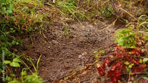 Caccia al tartufo 3