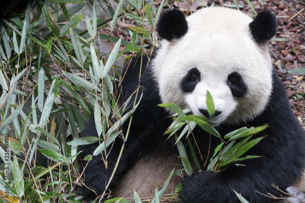 Close up Sweet Face of a Female Panda name , Mei Lan , or Rou Rou, China