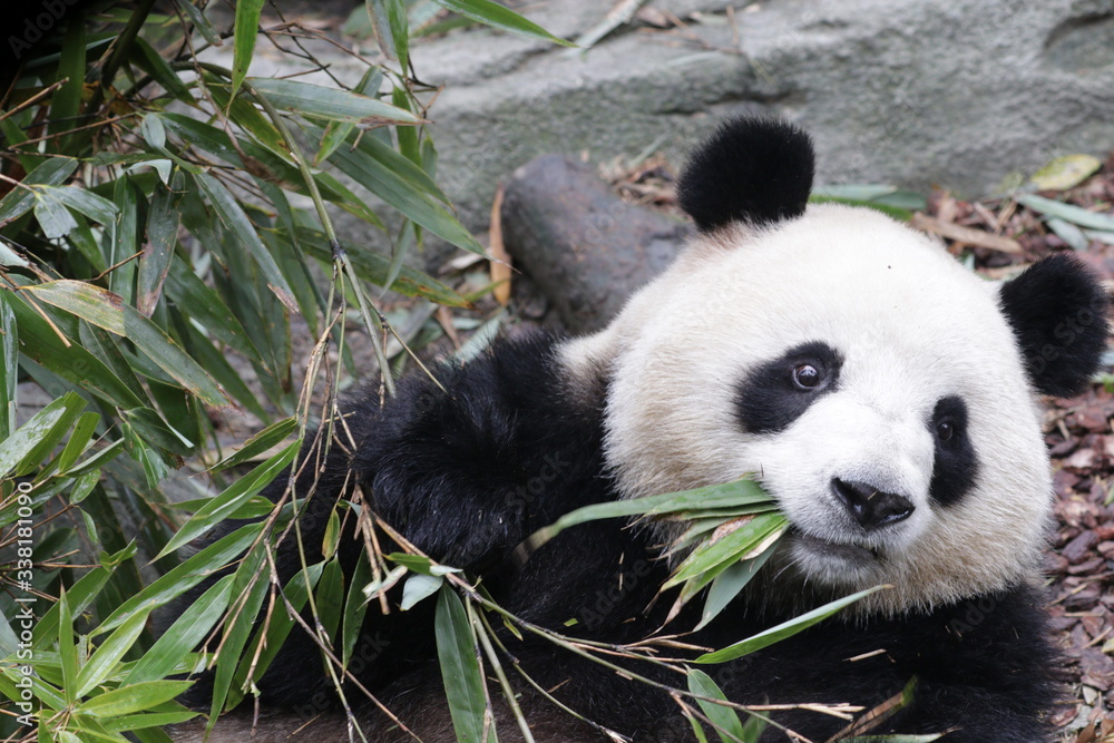 Fototapeta premium Happy Female Panda, mei Lan , is Eating Bamboo leaves , China