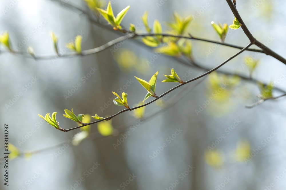 Young tree leaf and bud. New spring foliage appearing on branches. Tree or bush releasing buds. Seasonal forest background. Young tree leaf and bud. New spring foliage appearing on branches. Tree or bush releasing buds. Seasonal forest background.