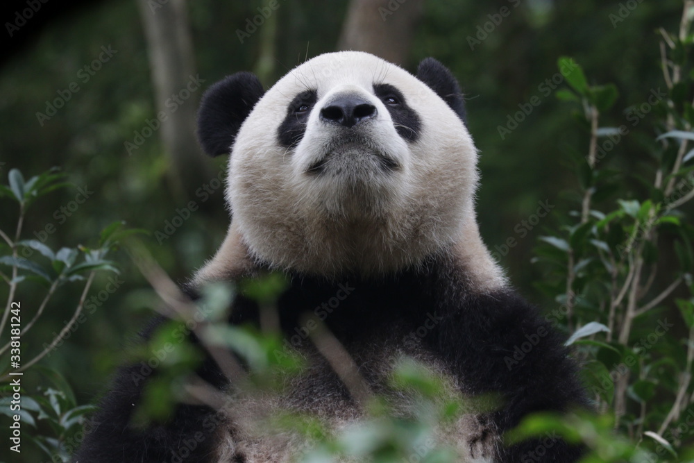 Obraz premium Funny Giant Panda, Da-Ni, is posing his cool action , China