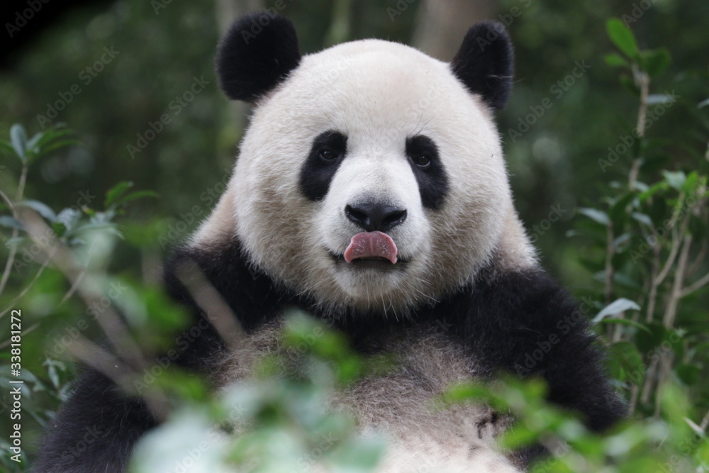 Funny Giant Panda, Da-Ni, is posing his cool action , China Funny Giant Panda, Da-Ni, is posing his cool action , China