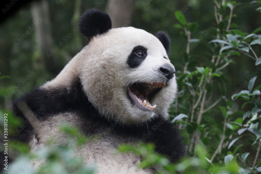 Fototapeta premium Funny Giant Panda, Da-Ni, is posing his cool action , China