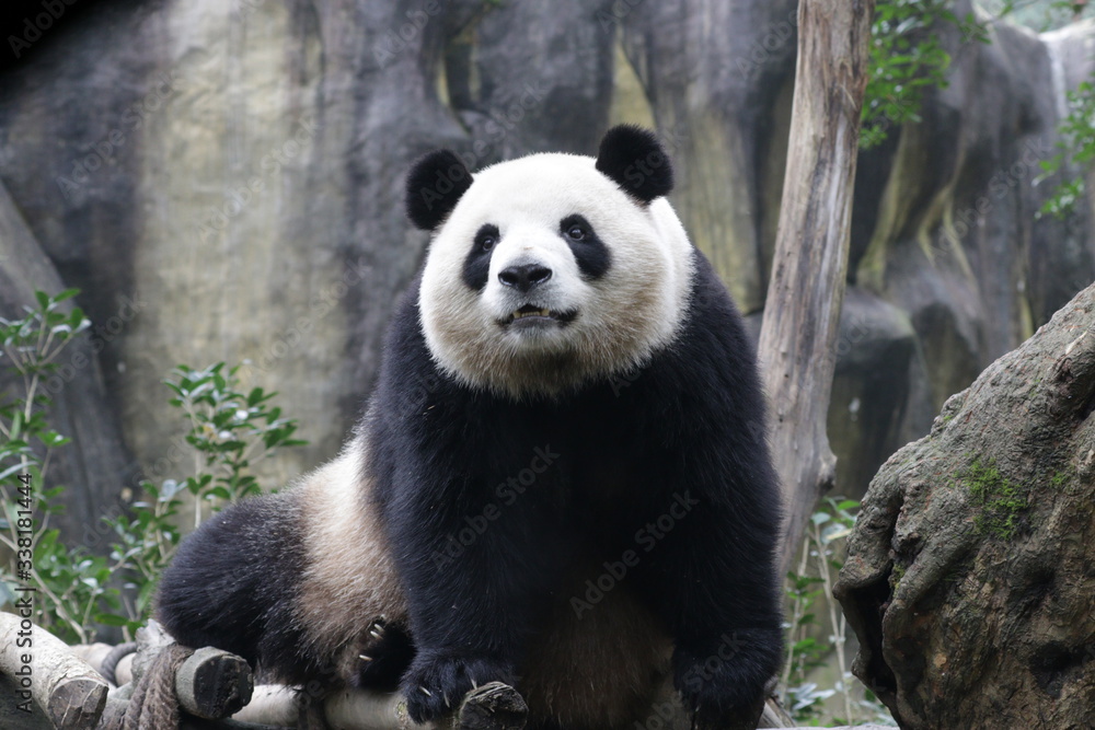 Close up Sweet Face of a Female Panda name , Mei Lan , or Rou Rou, China Close up Sweet Face of a Female Panda name , Mei Lan , or Rou Rou, China