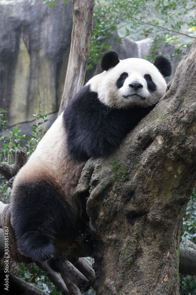 Obraz premium Happy Panda on the Tree, China