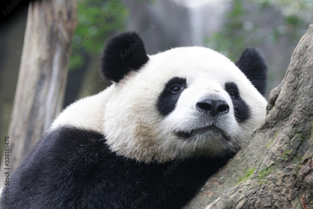 Obraz premium Close up Fluffy Panda Face While Staring at Something, China