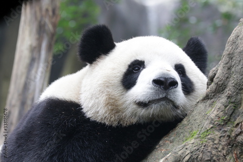Fototapeta Naklejka Na Ścianę i Meble -  Close up Fluffy Panda Face While Staring at Something, China