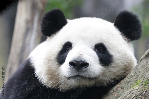 Close up Fluffy Panda Face While Staring at Something  China
