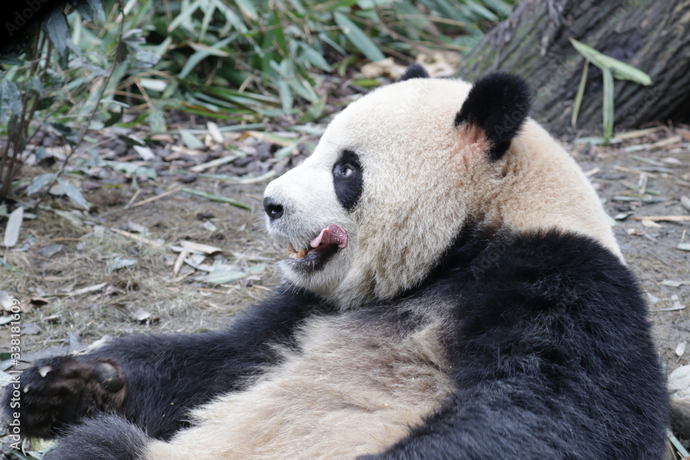 Obraz premium Close up Fluffy Panda, Oreo, Eating Bamboo Leaves