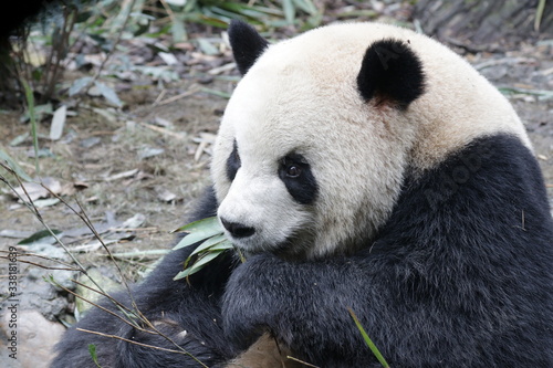 Fototapeta Naklejka Na Ścianę i Meble -  Close up Fluffy Panda, Oreo, Eating Bamboo Leaves