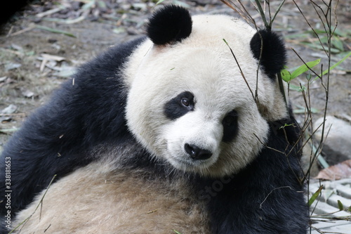 Fototapeta Naklejka Na Ścianę i Meble -  Close up Fluffy Panda, Oreo, Eating Bamboo Leaves