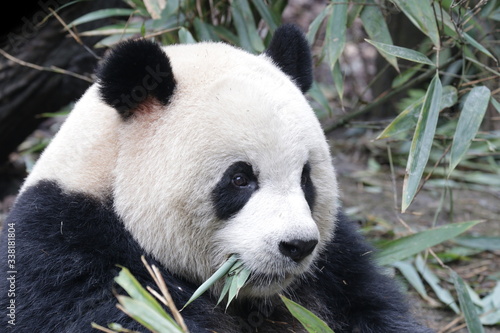 Close up Round face Panda  Happy  Panda and very Fluffy   China