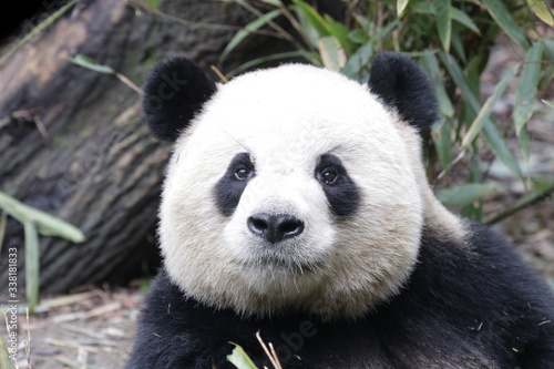 Fototapeta Naklejka Na Ścianę i Meble -  Close up Round face Panda, Happy  Panda and very Fluffy , China
