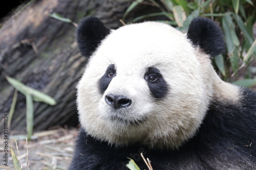Close up Round face Panda  Happy  Panda and very Fluffy   China