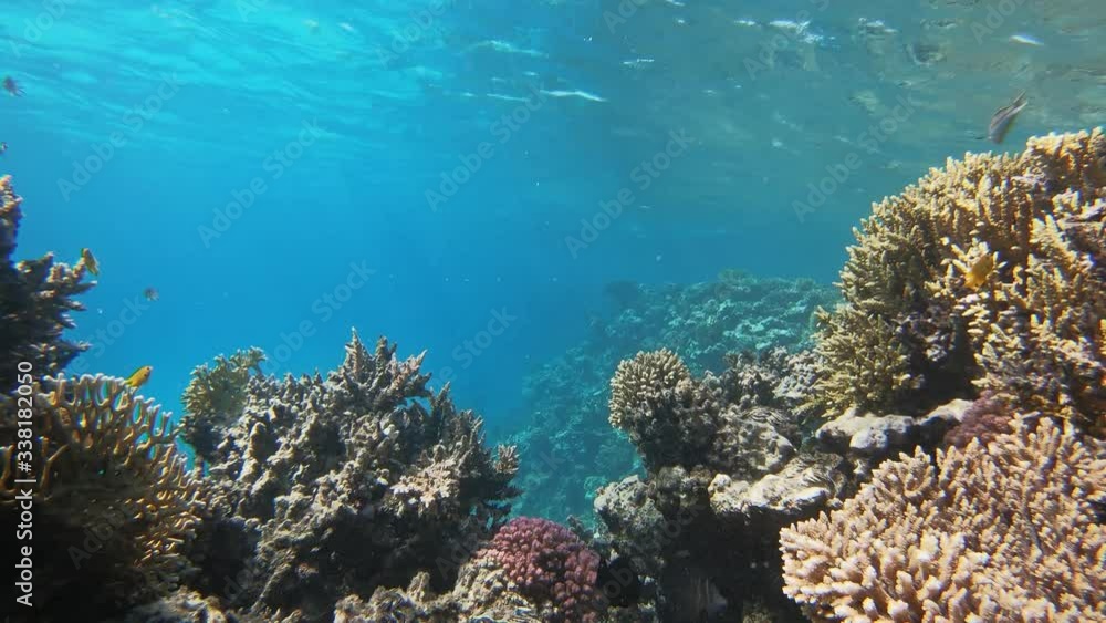 custom made wallpaper toronto digitalMany fish swim among corals in the Red Sea, Egypt, 4k