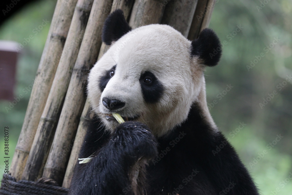 Obraz premium American Born Giant Panda, Tai--Shan, eating Bamboo Shoot