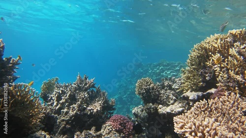 Wallpaper Mural Many fish swim among corals in the Red Sea, Egypt, 4k Torontodigital.ca