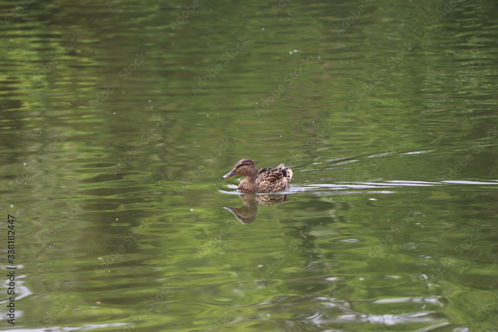 beautiful duck floating on the a lake surface in Chengdu beautiful duck floating on the a lake surface in Chengdu